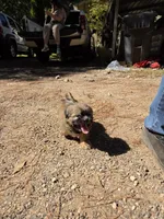 Boy 1 (Green collar), a male Shih Tzu for sale in Covington, GA – 4 of 4