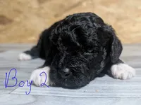 MALE 1, a male Poodle - Toy  for sale in Covington, GA – 4 of 4