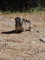 Boy 2 (Blue collar), a male Shih Tzu for sale in Covington, GA – 4 of 4