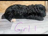 Female 1, a female Poodle - Toy  for sale in Covington, GA – 3 of 4
