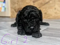 Female 2, a female Poodle - Toy  for sale in Covington, GA – 4 of 4