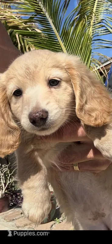 English cream – Miniature Dachshund puppy for sale in St. Petersburg, FL