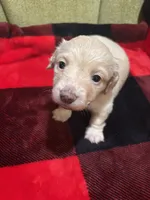 Lucas, a male Dachshund and Miniature Dachshund for sale in St. Petersburg, FL – Photo 1 of 4