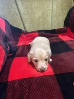 Lucas, a male Dachshund and Miniature Dachshund for sale in St. Petersburg, FL – Photo 3 of 4