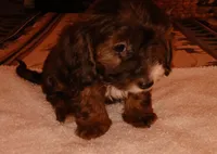 Gordo , a male Doxiepoo for sale in San Marcos, CA – Photo 2 of 3