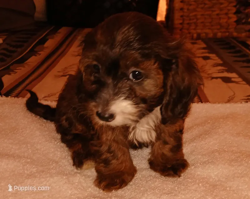 Gordo  – Doxiepoo puppy for sale in San Marcos, CA