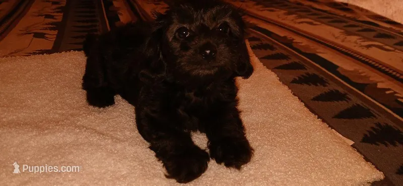 Baby boy – Doxiepoo puppy for sale in San Marcos, CA