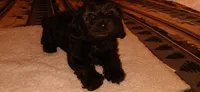 Baby boy, a male Doxiepoo for sale in San Marcos, CA – Photo 1 of 3
