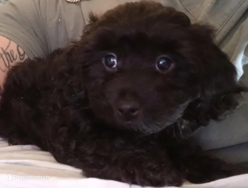 Baby boy – Doxiepoo puppy for sale in San Marcos, CA
