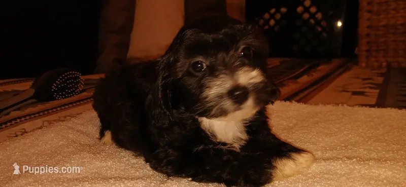 Baby girl – Doxiepoo puppy for sale in San Marcos, CA