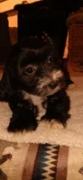 Baby girl, a female Doxiepoo for sale in San Marcos, CA – Photo 2 of 4