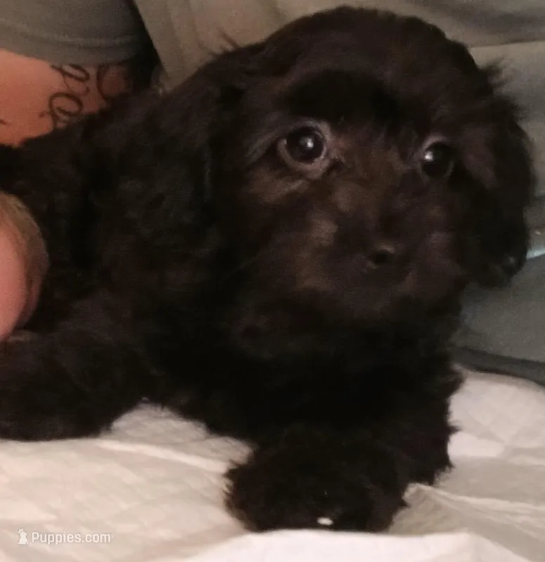 Nita – Doxiepoo puppy for sale in San Marcos, CA
