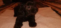 Nita, a female Doxiepoo for sale in San Marcos, CA – Photo 2 of 3