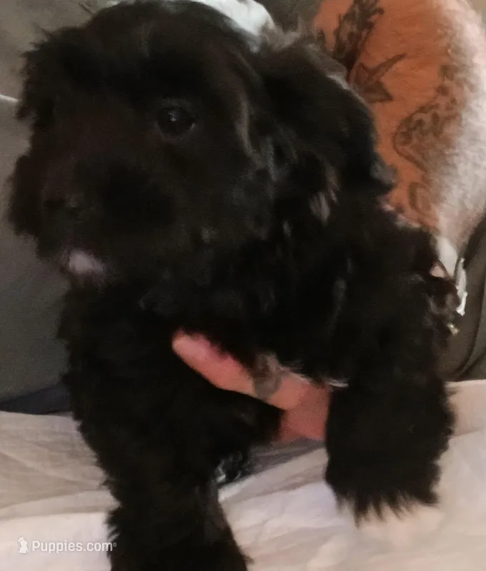 Sox  – Doxiepoo puppy for sale in San Marcos, CA