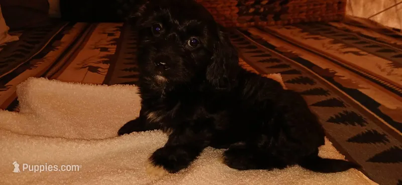 Sox  – Doxiepoo puppy for sale in San Marcos, CA
