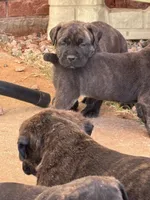 Female x2, a female Cane Corso for sale in Oklahoma City, OK – Photo 2 of 6