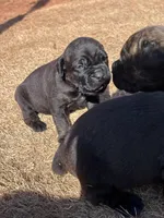 Female x2, a female Cane Corso for sale in Oklahoma City, OK – Photo 4 of 6