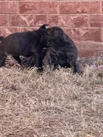 Female x2, a female Cane Corso for sale in Oklahoma City, OK – Photo 6 of 6