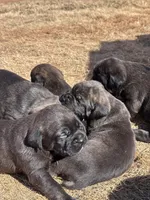 Female x2, a female Cane Corso for sale in Oklahoma City, OK – Photo 5 of 6