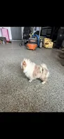 Duvalin, a female Pomeranian for sale in Waddell, AZ – 2 of 2