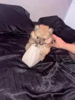 Dior, a female Pomeranian for sale in Waddell, AZ – 3 of 4