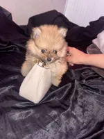 Dior, a female Pomeranian for sale in Waddell, AZ – 2 of 4