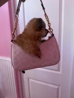 Dior, a female Pomeranian for sale in Waddell, AZ – 4 of 4