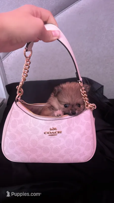 Dior – Pomeranian puppy for sale in Waddell, AZ