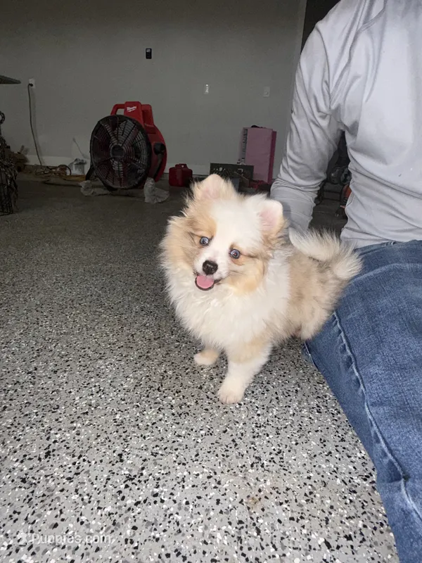 Duvalin – Pomeranian puppy for sale in Waddell, AZ