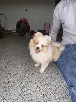 Duvalin, a female Pomeranian for sale in Waddell, AZ – 1 of 2