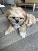 Brisket, a female Shih Tzu for sale in Lakewood Ranch, FL – Photo 3 of 4