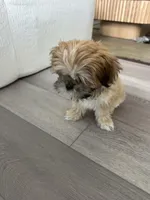 Brisket, a female Shih Tzu for sale in Lakewood Ranch, FL – Photo 4 of 4