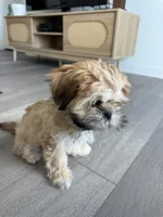 Brisket, a female Shih Tzu for sale in Lakewood Ranch, FL – Photo 2 of 4