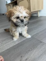 Brisket, a female Shih Tzu for sale in Lakewood Ranch, FL – Photo 1 of 4