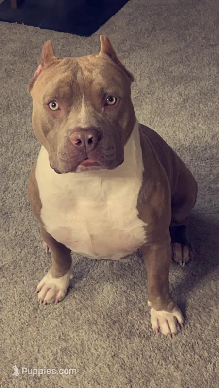 Ares – American Bully puppy for sale in Honolulu, HI