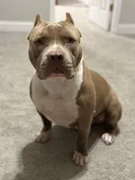 Ares, a male American Bully for sale in Honolulu, HI – Photo 6 of 10