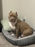 Ares, a male American Bully for sale in Honolulu, HI – Photo 10 of 10