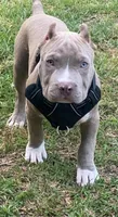 Ares, a male American Bully for sale in Honolulu, HI – Photo 3 of 10