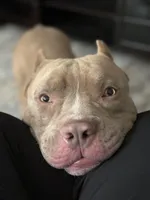 Ares, a male American Bully for sale in Honolulu, HI – Photo 8 of 10