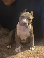 Ares, a male American Bully for sale in Honolulu, HI – Photo 5 of 10