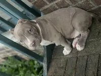 Ares, a male American Bully for sale in Honolulu, HI – Photo 9 of 10