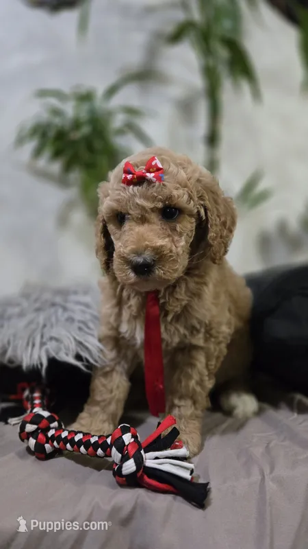 Ginger – Poodle - Standard  puppy for sale in Orlando, FL