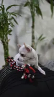 Ghost, a male Chihuahua for sale in Orlando, FL – 3 of 4