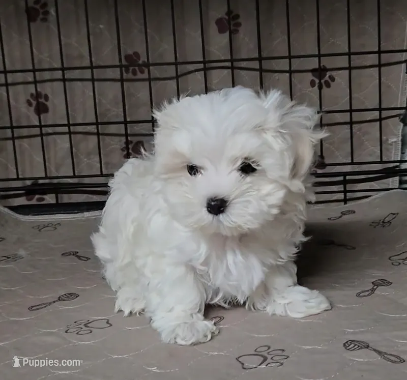 Doris – Maltese puppy for sale in Orlando, FL
