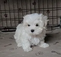 Doris, a female Maltese for sale in Orlando, FL – 1 of 2