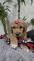 Ginger, a female Poodle - Standard  for sale in Orlando, FL – 2 of 2