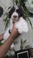 Luna, a female Labradoodle for sale in Orlando, FL – 1 of 3