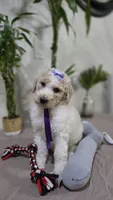 Violeta, a female Poodle - Standard  for sale in Orlando, FL – 2 of 2