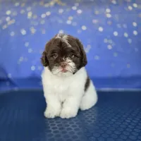 Liz, a female Shihpoo for sale in Orlando, FL – 3 of 3