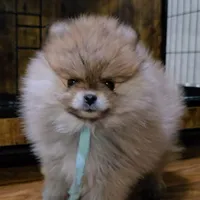 Lili, a female Pomeranian for sale in Orlando, FL – Photo 2 of 4